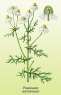 Alpha-Bisabolol Natural 660338 Symrise